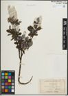 Foto von Salix hastata L.